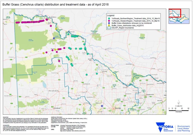 Weed Alert – Buffel Grass – Loddon Plains Landcare Network Inc.