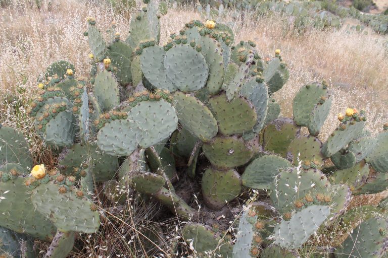 Wheel Cactus